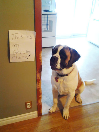 dog-shaming-33__605.jpg