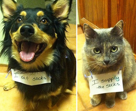 dog-shaming-44__605.jpg