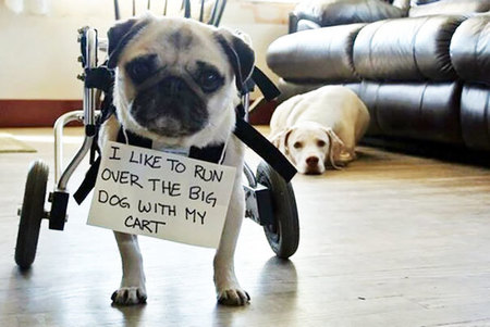 dog-shaming-45__605.jpg