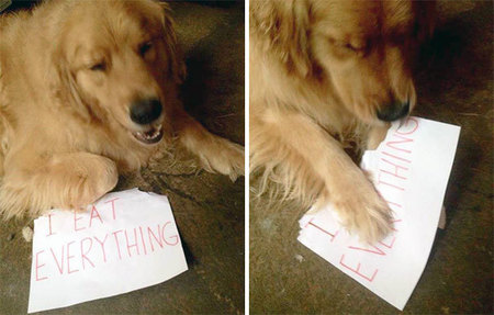 dog-shaming-54__605.jpg