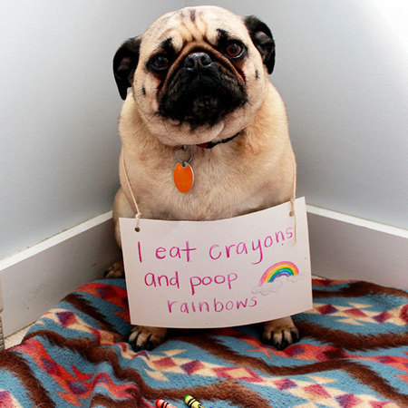 dog-shaming-9__605.jpg