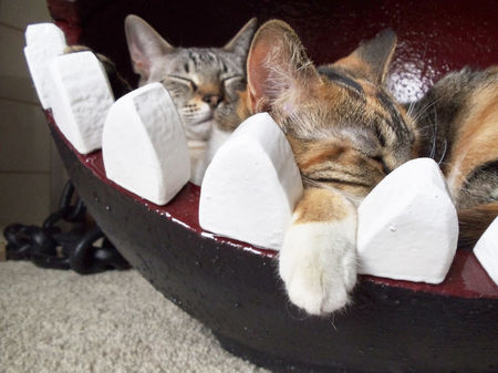 chomp44__880.jpg